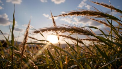 Fototapeta premium low angle shot of grass blades swaying in the wind with warm sunset tones and lens flare