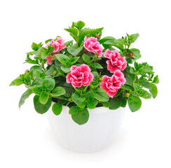 Bouquet of flowers petunia in a pot.