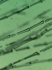 Dandelion Fan Tissue Under Microscope View