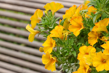 Lovely yellow petunia. Petunia species are mostly annual herbaceous plants. The flowers are funnel-shaped and colors range from pure white to deep crimson or purple. 