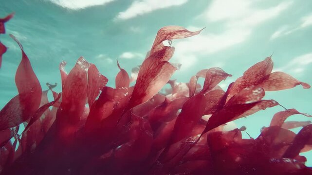 Red kelp in ocean water