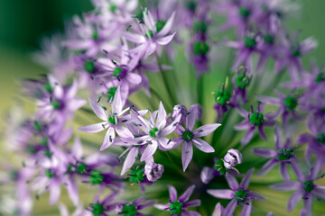 purple flowers in the garden, nacka,sverige,sommar,summer,stockholm,mats,natur