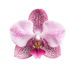 Sharp precise topview orchid in 8K photorealistic quality