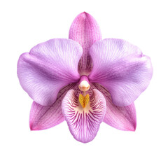Sharp precise topview orchid in 8K photorealistic quality