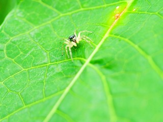 macro of a green leaf