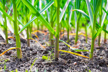 Garlic. Garlic plants in a row on the bed in the vegetable garden