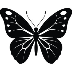 butterfly isolated on white