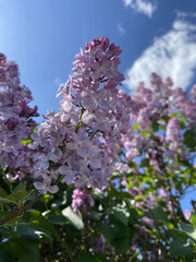 Obraz premium Flowers of the spring lilac bush. Beautiful flowers of delicate color. Blooms in clusters, each of which has many small flowers