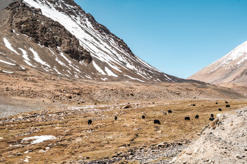 Yaks wandering across golden Himalayan pastureland under the shadow of vast mountain ranges,...