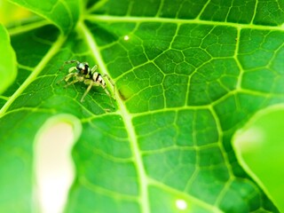 spider on leaf