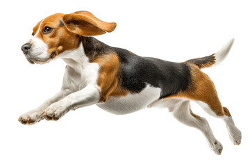 PNG Energetic tricolor beagle leaping mid-air on black background