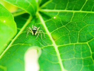 spider on a leaf