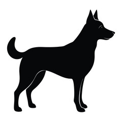 black and white dog