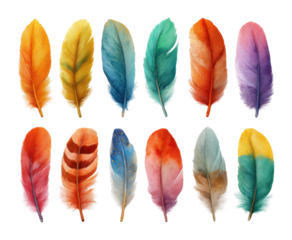 Colorful feather display artistic digital creative environment aerial perspective isolated on transparent background