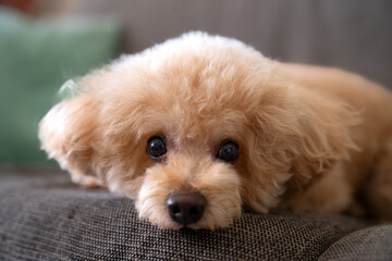 A red-brown toy poodle dog. Toy poodle puppy