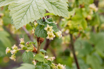 Blackcurrant flowers on a bush branch surrounded by green currant leaves on a soft natural background. A blooming garden in spring.
