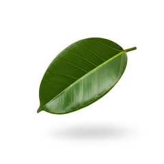 Obraz premium Single green ficus leaf floating against a pure white background, appearing levitated with a subtle drop shadow. Clean botanical mockup for eco, skincare, or natural lifestyle design