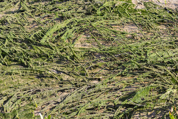 Filamentous algae growing on sand in swamp