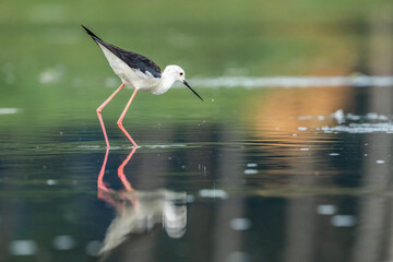 black winged stilt in paddy field