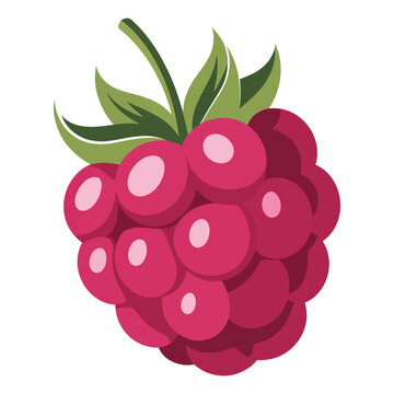 Hand-Drawn Raspberry Vector Illustration

