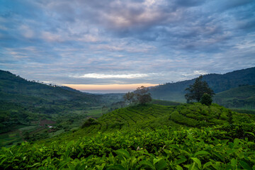 Obraz premium the atmosphere at sunrise in the Ciwidey tea plantation, Bandung