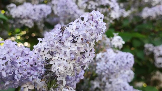 a fly pollinates blooming lilacs