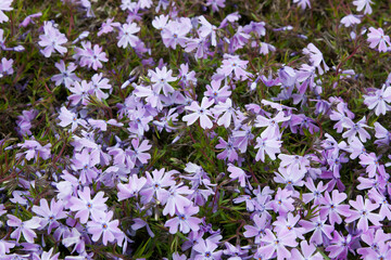 Light purple flowers. Phlox (creeping phlox, moss phlox, moss pink, or mountain phlox) flowers...