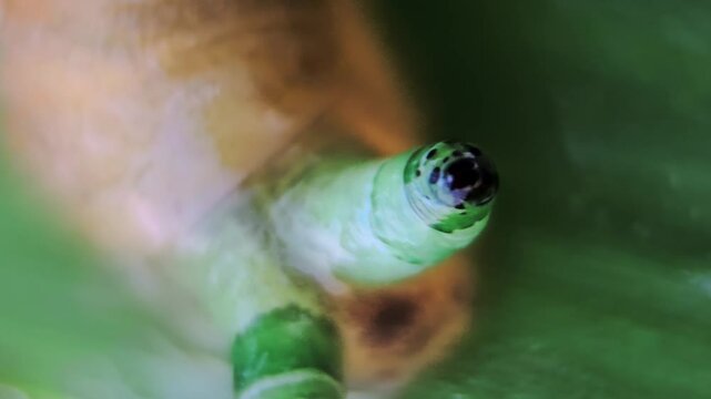 Macro view of snail parasitized by a worm, tentacle enlarged and twitching as parasite mimics insect movement.