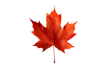 Fototapeta premium Red Maple Leaf