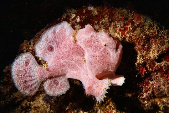 frogfish at night diving