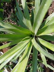 pineapple trees grow well in the garden