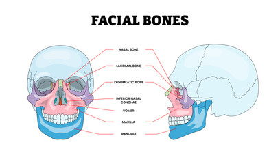 Facial Bones Structure Diagram with Front and Side View, Educational Medical Poster Design Healthcare Scheme, Labeled Frontal, Parietal, Sphenoid, Ethmoid, Temporal, Occipital. Vector Illustration. © Yumagema