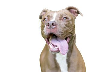 A Pit Bull Terrier mixed breed dog panting