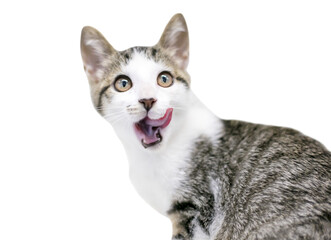 A domestic shorthair cat licking its lips