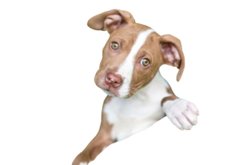 A cute red and white puppy looking over a person's shoulder