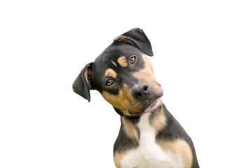 A tricolor mixed breed dog listening intently