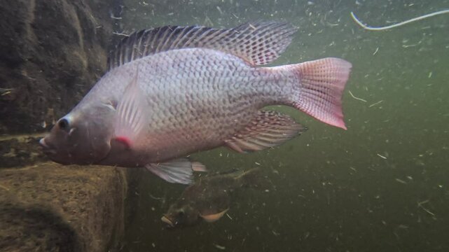A single tilapia captured in slow motion as it moves through suspended particles in an aquarium or natural water.