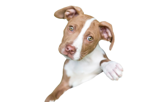 A cute red and white puppy looking over a person's shoulder