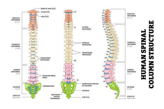 Human Lumbar Spine Spinal Column Structure Anatomy Diagram Back, Front, Side View, Educational Medical Poster Design Healthcare Scheme, Labeled Spine, Cervical, Thoracic, Lumbar, Sacrum, Coccyx.