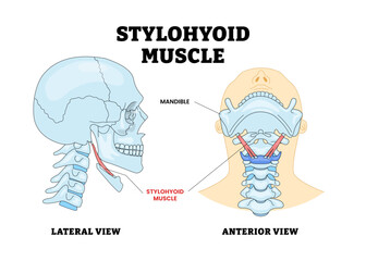 Stylohyoid Muscle Bone Skull Head Anatomy Structure Diagram with Lateral and Anterior View, Educational Medical Poster Design Healthcare Scheme, Labeled Role in Suprahyoid Neck Structure.