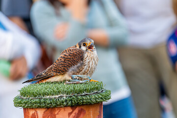 Close-up of a small kestrel perched on a falconry post during a birds of prey exhibition, with...