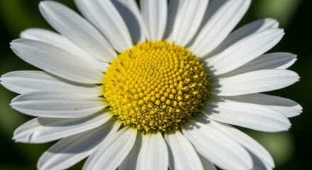 Close-up of a daisy, showcasing its white petals and vibrant yellow center.  The intricate details of the flower are clearly visible