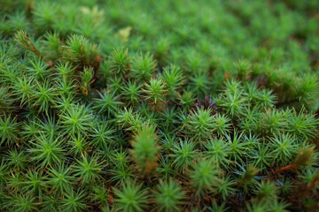 Close-Up of Green Fresh Moss in Natural Forest Environment