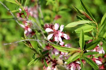Flowering branch of almond bush with pink flowers on sunny spring day in garden - horizontal color photo, close-up