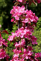 Inflorescence of pink flowers on the Kitayka Krasnomysaya apple tree in the sunlight on a spring day - vertical color photo, close-up