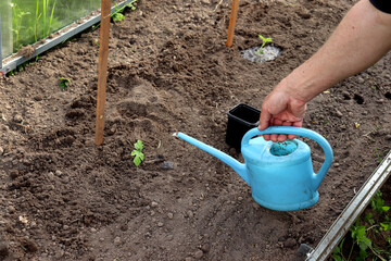 Watering planted watermelon sprouts in a greenhouse. Planting a plant, agriculture, a man's hand with a watering can - horizontal photo, close-up