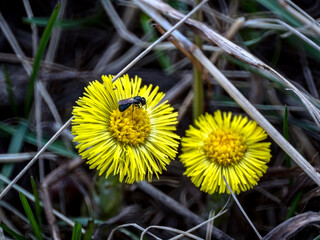 the first spring flowers of mother and stepmother