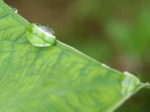 Dew Drop on Leaf Tip &ndash; Nature's Morning Elegance