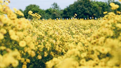 Obraz premium Selective focus yellow chrysanthemum flowers blooming in the field