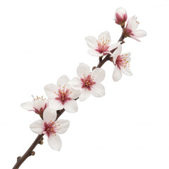Delicate cherry blossom branch, soft pink flowers with hints of red, symbolizes renewal and beauty, ideal for spring themes. Isolated on white background or PNG